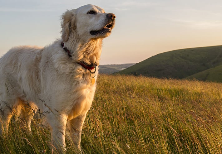 golden-retriever